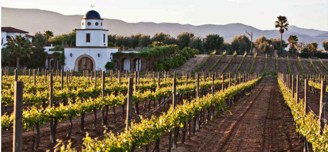 Le-Vin-Mexicain-Blog-TouraCancun